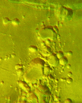 pic for 3d marsarsia